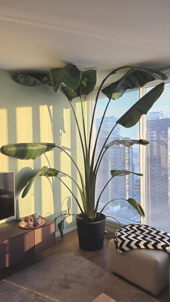 Strelitzia Nicolai - Paradijsvogelplant XXL, Huis en Inrichting, Kamerplanten, Ophalen, 200 cm of meer, Overige soorten, Halfschaduw