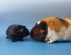 2 cavia beertjes, Dieren en Toebehoren, Mannelijk, Cavia, Na 1 juli 2024, Tam