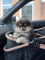 Mini Pomeranian bearface pup met stamboom., Dieren en Toebehoren, Honden | Poolhonden, Keeshonden en Oertypen, Particulier, 15 weken tot 1 jaar