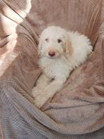 Te koop labradoodle pup herplaatser, Dieren en Toebehoren, 8 tot 15 weken, Eén hond, Nederland, Fokker | Hobbymatig
