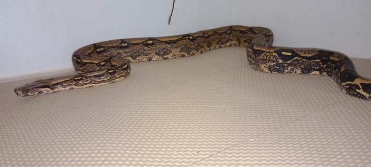 Arabesque het kahl albino boa man.