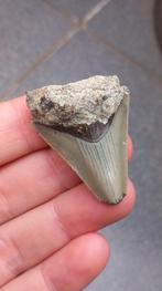Megalodon haaientand fossiel uit Indonesië haai, Verzamelen, Ophalen of Verzenden, Fossiel
