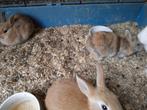 Dwergkonijn,  6 weken, ram, Meerdere dieren, Dwerg