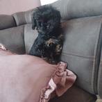 Shihpoo pups teefjes en reutjes, Parvo, Overige rassen, 8 tot 15 weken, Teef