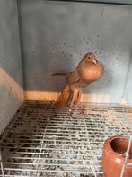 Brunner kropper doffer, Mannelijk