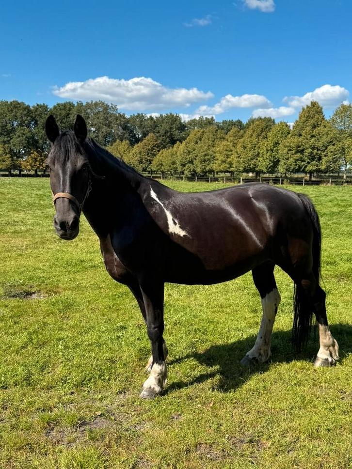 Mega brave  Betuigde merrie, Dieren en Toebehoren, Paarden, Merrie, Zadelmak, 160 tot 165 cm, 11 jaar of ouder, Recreatiepaard
