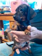 Black and tan  ,  1 reutje nog over  de liefste takkies., Parvo, 8 tot 15 weken, Korthaar, Dwerg