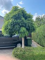 Bolacacia, Tuin en Terras, Planten | Bomen, Ophalen, Volle zon, Bolboom, 100 tot 250 cm