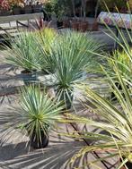 Yucca rostrata palmsoort winterhard., Overige soorten, 100 tot 250 cm, Zomer, Ophalen