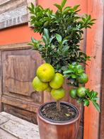 CITRUS CHINOTTO MANDARINE p19 (1), Huis en Inrichting, Kamerplanten, Ophalen of Verzenden, Halfschaduw, Minder dan 100 cm