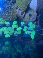 Koraal. Caulastrea stekken, Ophalen of Verzenden, Nieuw, Overige typen