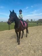 Knappe Kwpn merrie, Dieren en Toebehoren, Paarden, Merrie, B, 3 tot 6 jaar, Recreatiepaard