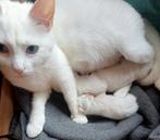 Schitterende Turkse Angora kittens bleu eyes, Ontwormd, Meerdere dieren, 0 tot 2 jaar