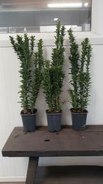 AANBIEDING! Euonymus japonicus Green Spire nu slechts €6,95-, Tuin en Terras, Ophalen of Verzenden, Overige soorten, Haag, Minder dan 100 cm