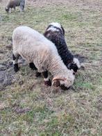 Walliser schwarznase (ram ), Meerdere dieren, Schaap