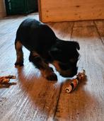 Yorkshire Terrier Mix Welpen, Dieren en Toebehoren, CDV (hondenziekte), Particulier, Meerdere, Teef