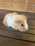 Cavia beertjes, Dieren en Toebehoren, Knaagdieren, Oktober, Mannelijk, Cavia