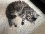 Main coon kittens, Dieren en Toebehoren, Katten en Kittens | Raskatten | Langhaar, Meerdere dieren, Gechipt