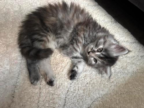 Main coon kittens, Dieren en Toebehoren, Katten en Kittens | Raskatten | Langhaar, Meerdere dieren, Gechipt, Ontwormd, Ingeënt