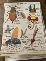 Te koop, Ophalen of Verzenden, Aardrijkskunde