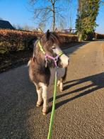 Gezocht stalling voor shetlander, Dieren en Toebehoren, Stalling en Weidegang