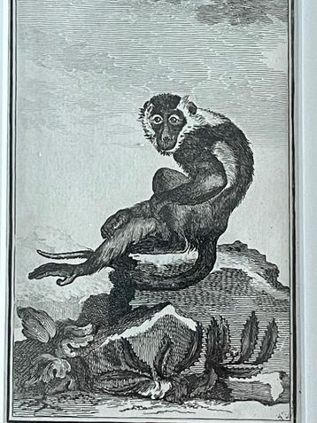 OUD 1770 Mangabey met witte kraag aap. beschikbaar voor biedingen