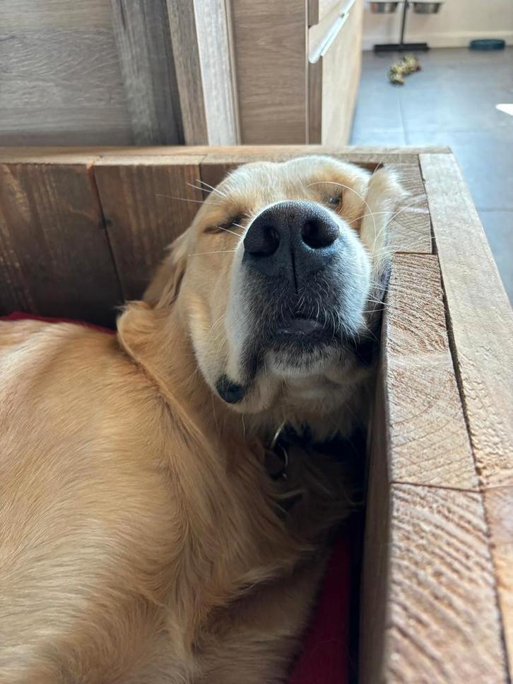 Lieve Golden Retriever Dekreu, Dieren en Toebehoren, Honden | Dekreuen, Reu, Particulier, Eén hond, Nederland, 1 tot 2 jaar