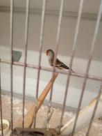 Putter-kanarie bastaard (man) 70 euro broed 2025, Mannelijk, Wildzangvogel