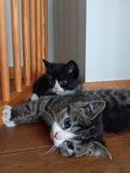 Britse / Europese Korthaar kittens, Meerdere dieren, Ontwormd