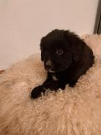 Berner sennen kruising pups, Dieren en Toebehoren, Overige rassen, 8 tot 15 weken, Meerdere, Meerdere dieren