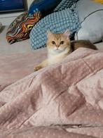 Britse korthaar kittens 1 kater 1 poes, Meerdere dieren, Gechipt, 0 tot 2 jaar