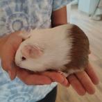 Jong cavia zeugje, Dieren en Toebehoren, Knaagdieren, Cavia, Augustus, Vrouwelijk, Tam