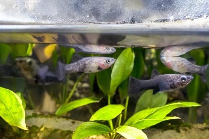 Molly / Poecilia sphenops (zwart/wit), Dieren en Toebehoren, Vissen | Aquariumvissen, Vis