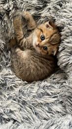 Lieve kitten, Dieren en Toebehoren, Kater