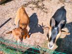 2 gecastreerde dwerggeiten, Dieren en Toebehoren, Schapen, Geiten en Varkens, Mannelijk, Geit, 0 tot 2 jaar