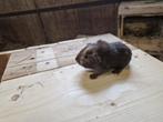 Mooie cavia, mannetje, Dieren en Toebehoren, Mannelijk, Cavia, Na 1 juli 2024