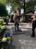 Mobiele paardenweegschaal/ paardenwegen en meten