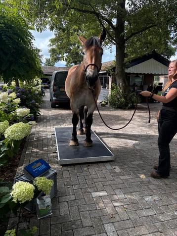 Mobiele paardenweegschaal/ paardenwegen en meten beschikbaar voor biedingen