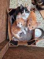 Boerderij kittens te koop. Mogen direct weg, Dieren en Toebehoren, Katten en Kittens | Overige Katten, Meerdere dieren