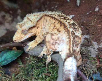Wimpergekko vrouw rtb, fullpinstripe beschikbaar voor biedingen