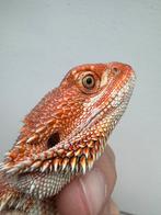 Verschillende jonge baardagamen nog 6 beschikbaar, Dieren en Toebehoren, Hagedis, 0 tot 2 jaar