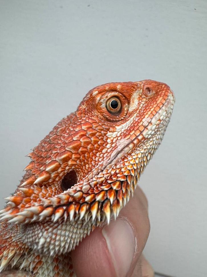 Verschillende jonge baardagamen nog 6 beschikbaar, Dieren en Toebehoren, Reptielen en Amfibieën, Hagedis, 0 tot 2 jaar