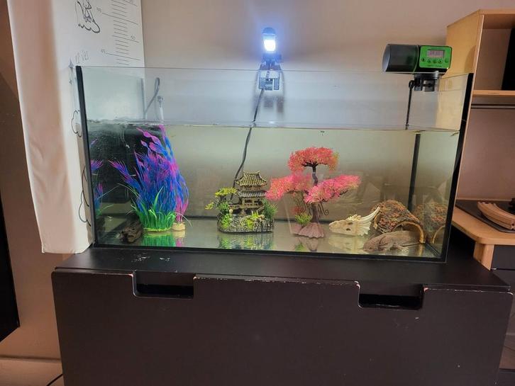 Aquarium met axolotl en toebehoren, Dieren en Toebehoren, Vissen | Aquaria en Toebehoren, Zo goed als nieuw, Gevuld zoetwateraquarium