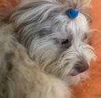 Boomer x doodle pup reutje hypoallergeen verhaart niet, Dieren en Toebehoren, Honden | Chihuahua's en Gezelschapshonden, 15 weken tot 1 jaar