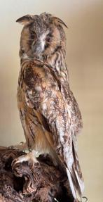 Taxidermie mooi opgezette rans uil, Ophalen, Vogel, Opgezet dier