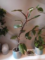 Philodendron Pink Princess Variegata - 70cm, Ophalen, Overige soorten, Halfschaduw, In pot
