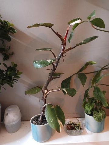Philodendron Pink Princess Variegata - 70cm beschikbaar voor biedingen