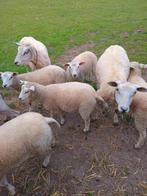 Te koop 7 schapen. Ooien., Dieren en Toebehoren, Schapen, Geiten en Varkens, Vrouwelijk, Schaap