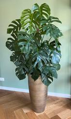 Hele mooie MONSTERA / GATENPLANT 120 cm., Huis en Inrichting, Kamerplanten, Groene kamerplant, Ophalen, Overige soorten, 100 tot 150 cm