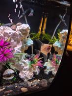 Maanvissen, Dieren en Toebehoren, Vissen | Aquariumvissen